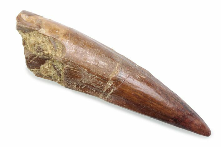 Fossil Spinosaurus Tooth - Real Dinosaur Tooth #370546